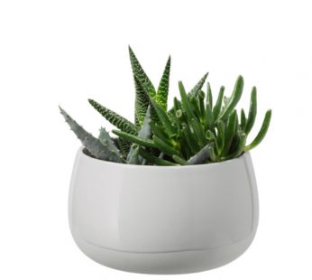 Succulent Plant with Pot